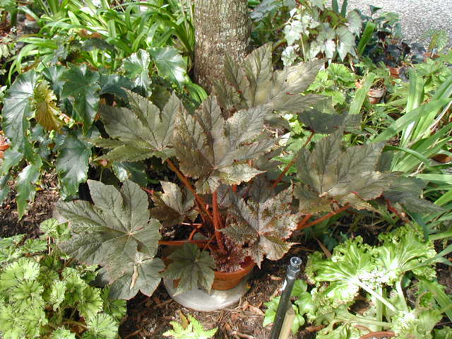 B. ‘Wally's World’